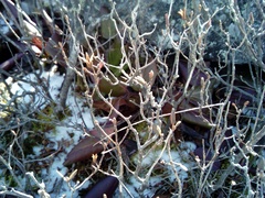 Rhododendron mucronulatum