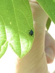 Ceutorhynchus americanus