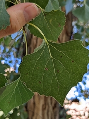 Populus fremontii