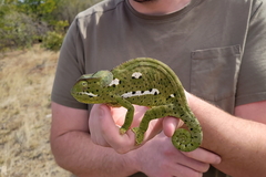 Chamaeleo dilepis