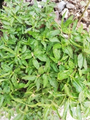 Eclipta prostrata