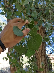 Populus fremontii