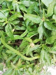 Eclipta prostrata
