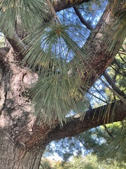 Pinus strobus