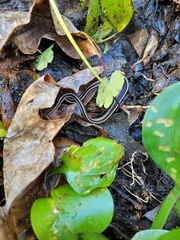 Thamnophis saurita