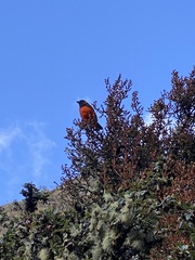 Anisognathus igniventris