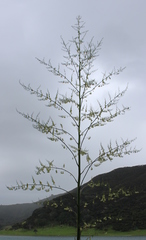Furcraea selloana