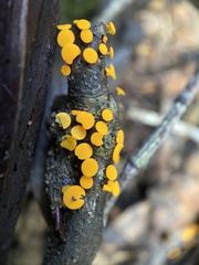 Dicephalospora rufocornea