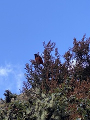 Anisognathus igniventris