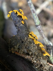 Dicephalospora rufocornea