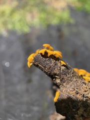 Dicephalospora rufocornea