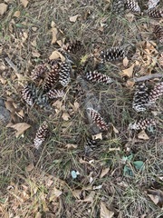 Pinus strobus