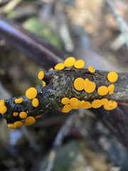 Dicephalospora rufocornea