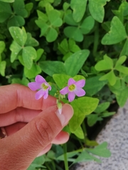 Ionoxalis