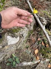 Hieracium murorum