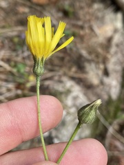 Hieracium murorum