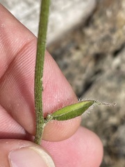 Hieracium murorum