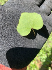 Calystegia tuguriorum
