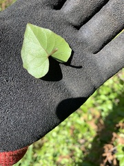 Calystegia tuguriorum