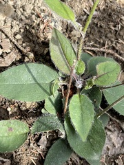 Hieracium murorum