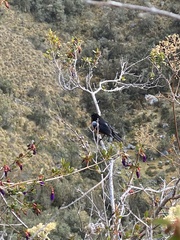 Diglossa brunneiventris