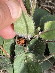 Hieracium murorum