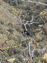 Diglossa brunneiventris