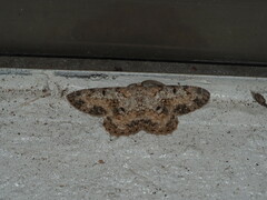 Hypomecis percnioides