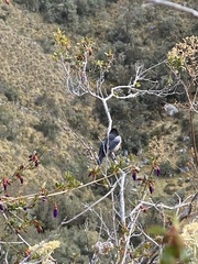 Diglossa brunneiventris