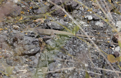 Aspidoscelis marmoratus