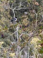 Diglossa brunneiventris