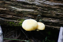 Basidiomycota