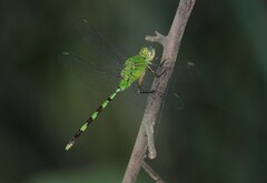 Erythemis vesiculosa