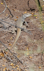 Aspidoscelis marmoratus