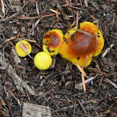 Agaricomycetidae