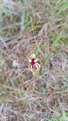 Caladenia atrovespa