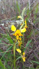 Diuris nigromontana