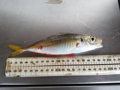 Trachurus novaezelandiae