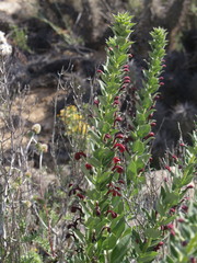 Lobelia polyphylla