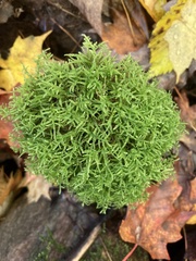 Brachythecium rivulare