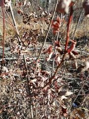 Salix pyrolifolia