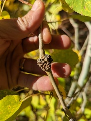 Aceria parapopuli