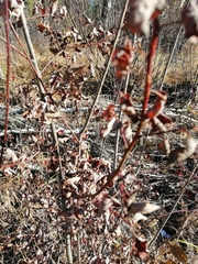 Salix pyrolifolia