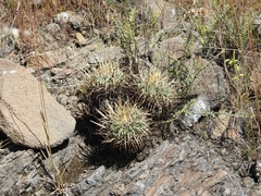 Echinofossulocactus crispatus