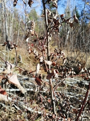 Salix pyrolifolia