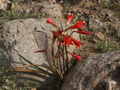 Zephyranthes phycelloides