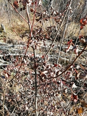 Salix pyrolifolia