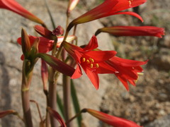 Zephyranthes phycelloides