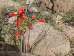Zephyranthes phycelloides