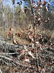 Salix pyrolifolia